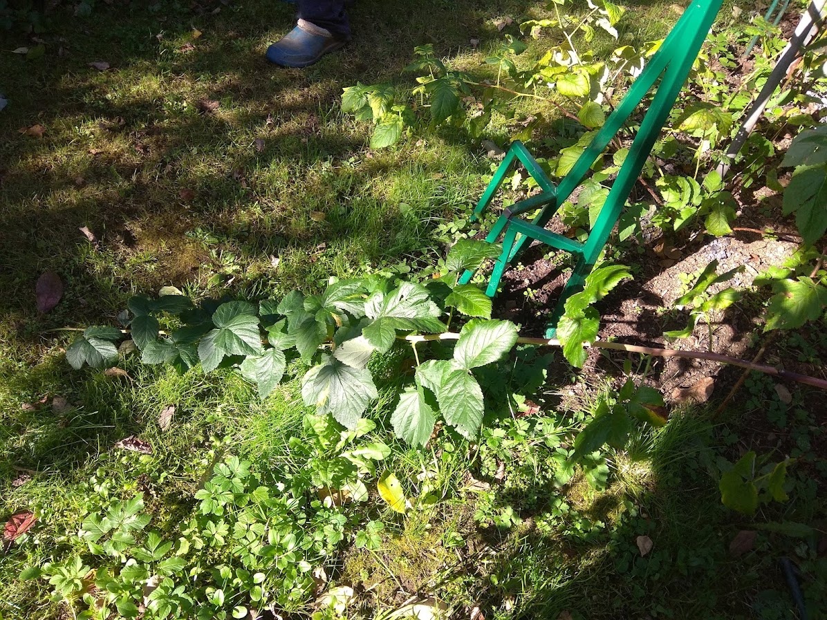 Молодые побеги малины сняли с опоры