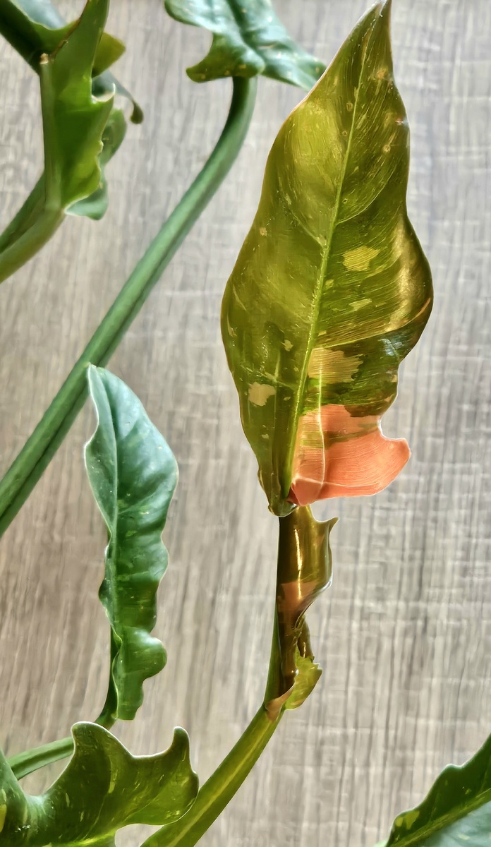 Филодендрон Nаrrow Escape Ring of Fire 