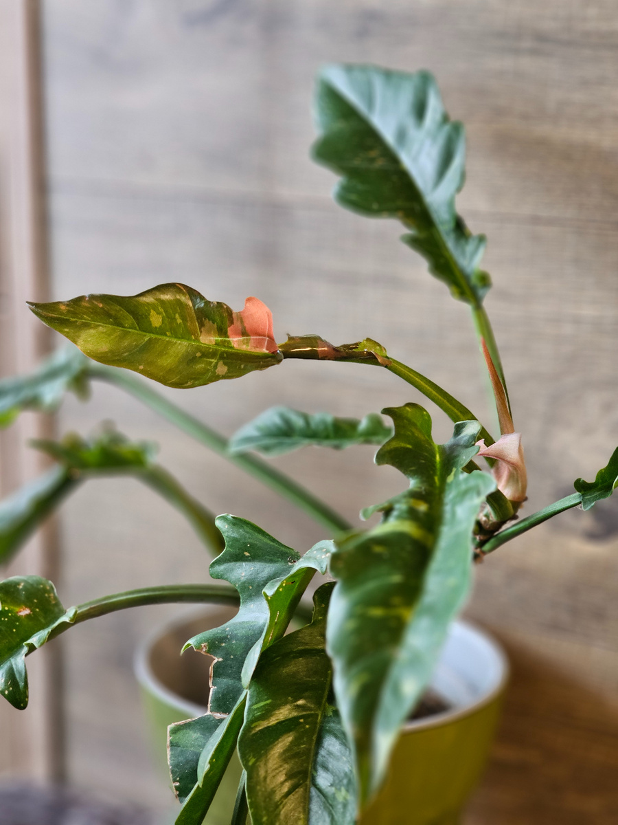 Филодендрон Nаrrow Escape Ring of Fire 