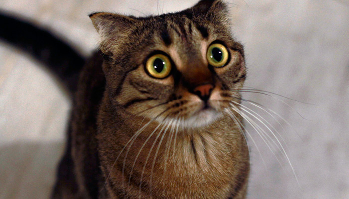 Многие ученые признают наличие сознания у животных. Фото: 1MI