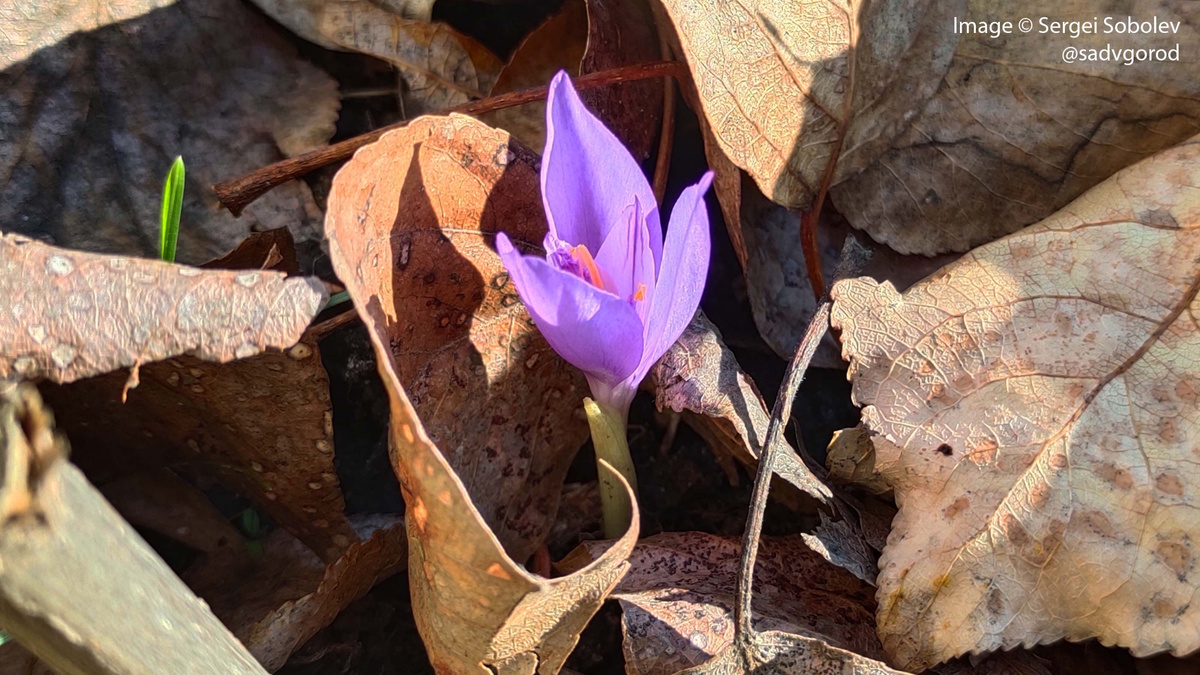 Типичный вид цветущего Шафрана баннатского (Crocus bsnnaticus): как будто трёхлепестковый цветок. 