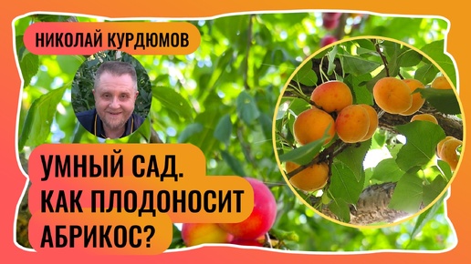 Умный сад. На чём плодоносят абрикосы?