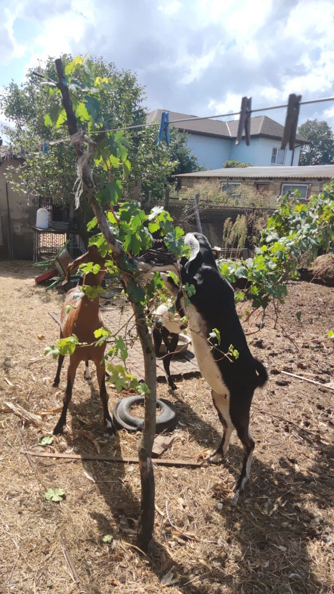 Вкусный виноград