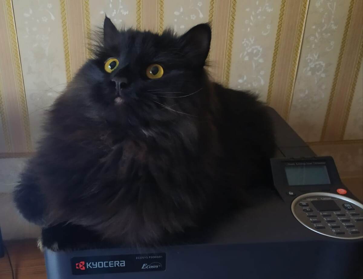 Одно из любимых мест кота. И не важно ему, что мне нужно печатать важные документы.