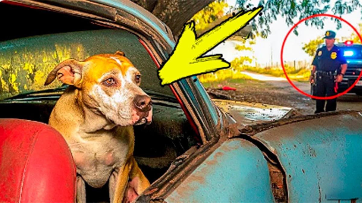 Завязка: Встреча с верным стражем