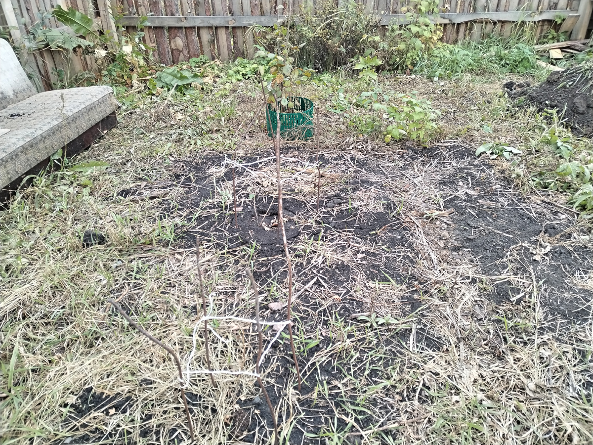 2 куста крыжовника