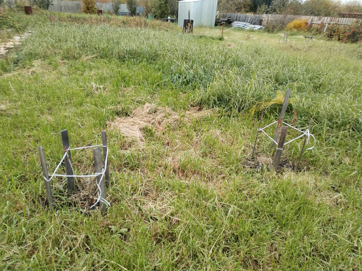 2 красные смородины