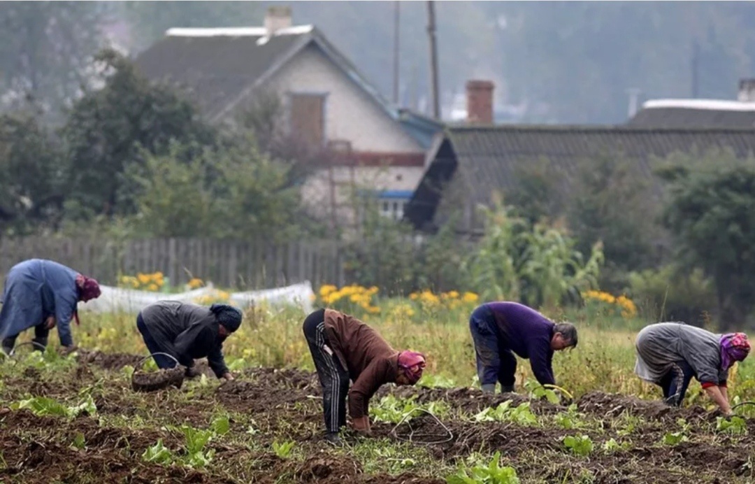 Только картошка может поставить Россию раком