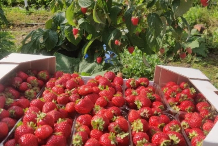    Урожай клубники октябре собрал новгородский фермер
