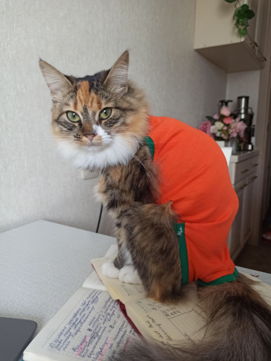 Я тут немножко возилась со своим здоровьем, поэтому давно не было статей) Но теперь все будет!