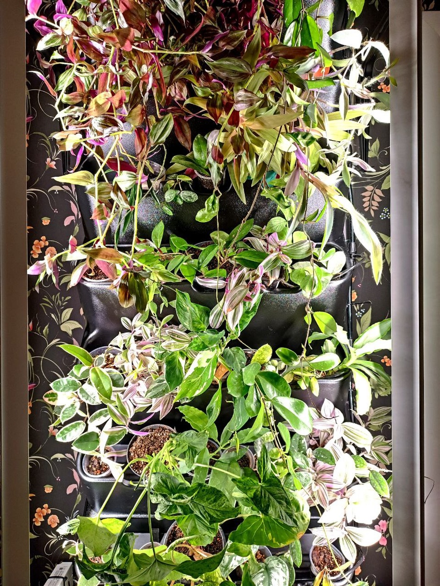 Вид пока не очень, т.к. на тот момент только поставила растения, а большинство из них уже нуждаются в пересадке.