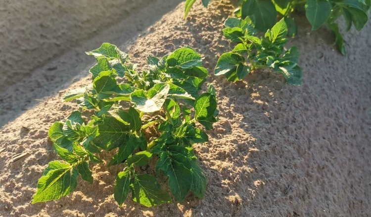    Нижегородский картофель известен качеством в разных странах мира