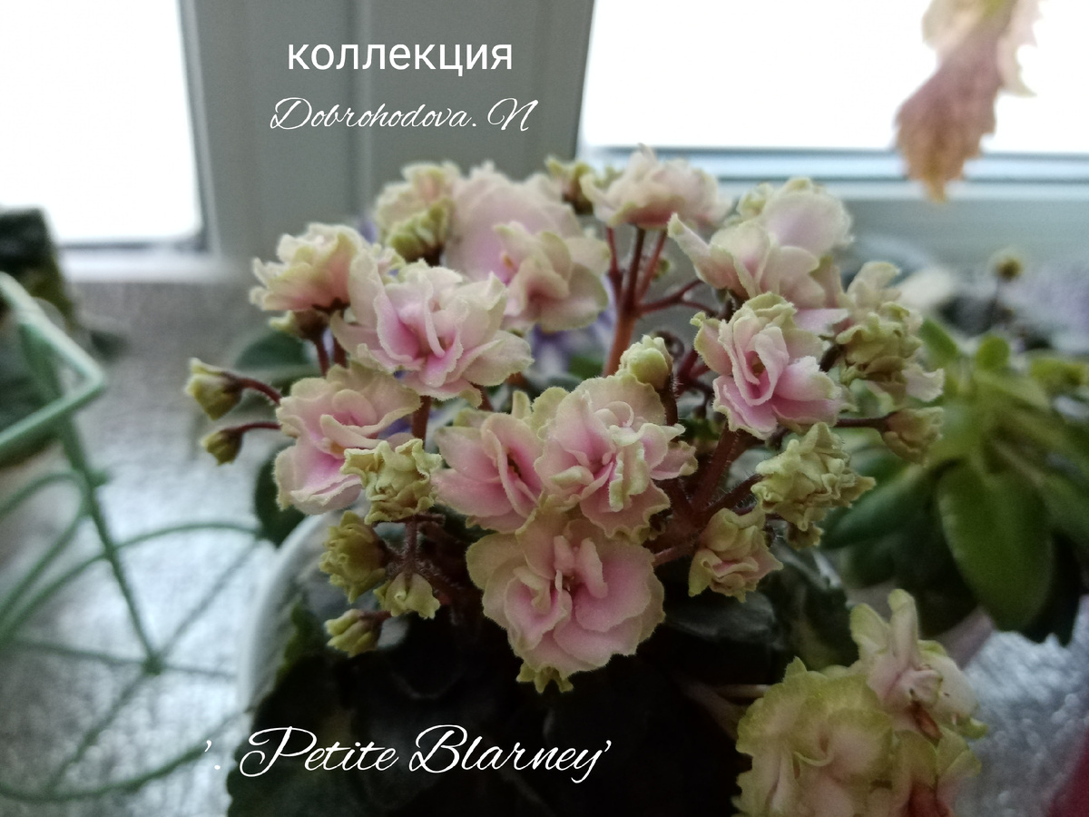 "Миниатюрная лесть" в цветении.. коллекция автора статьи