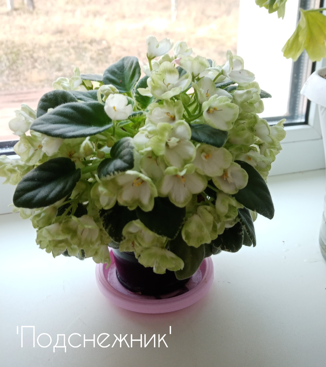 коллекция автора статьи 