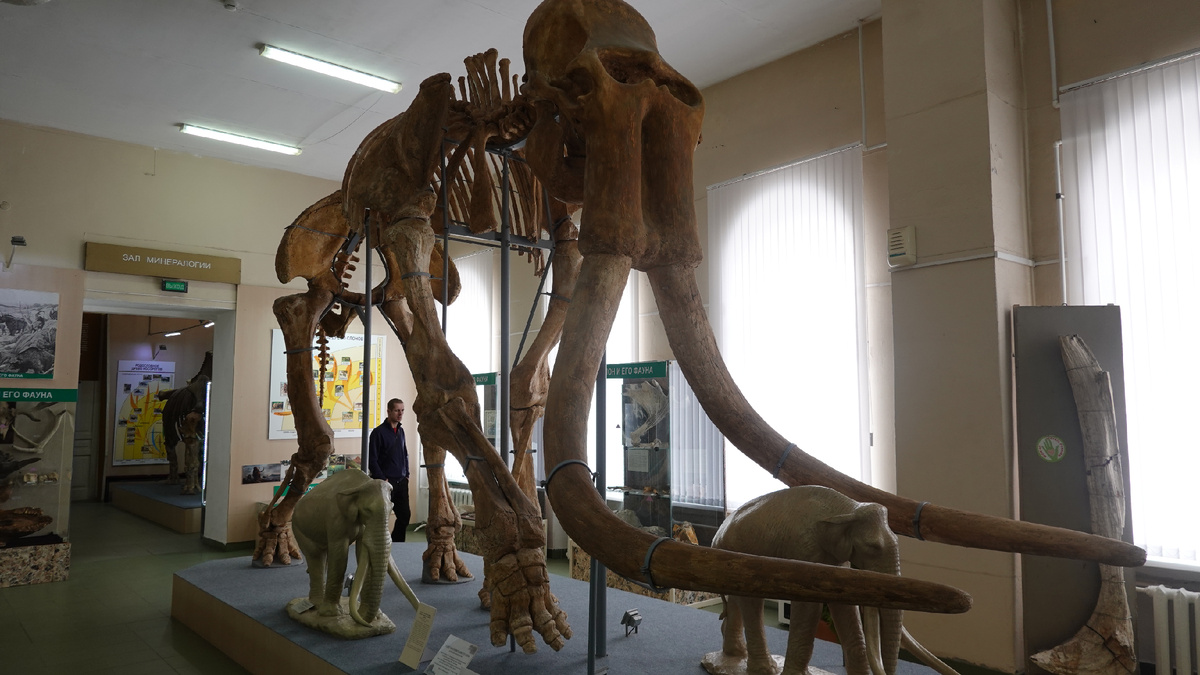 Скелет Нюси - южного слона, найденного в балке Твердово в посёлке Равнинном Новоалександровского района/ Фото: Анастасия Акинина