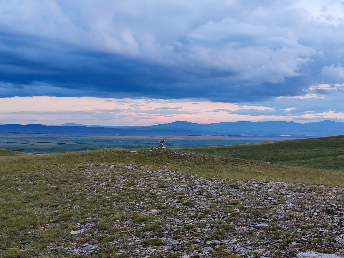 Птичка большая сидит