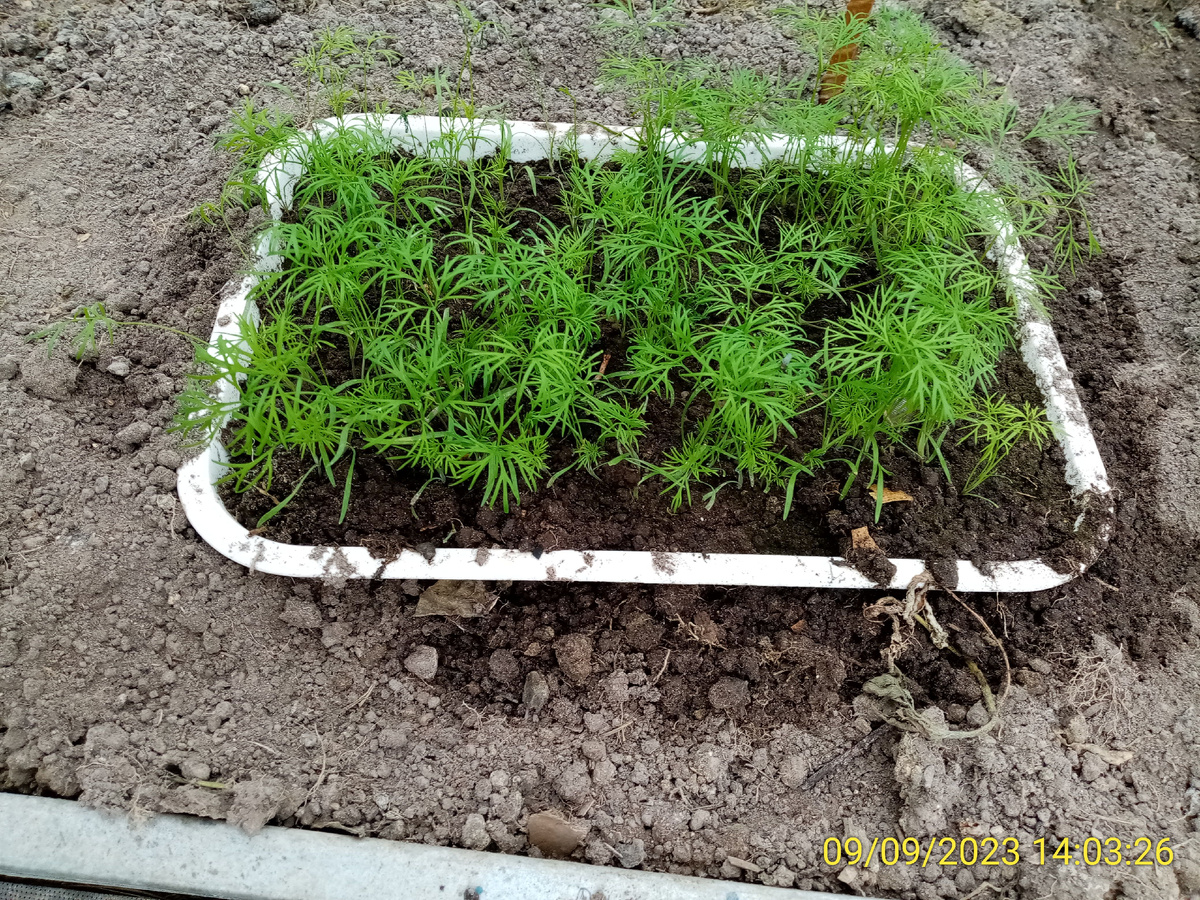 Семена с прошедшего урожая уже дают пышную зелень