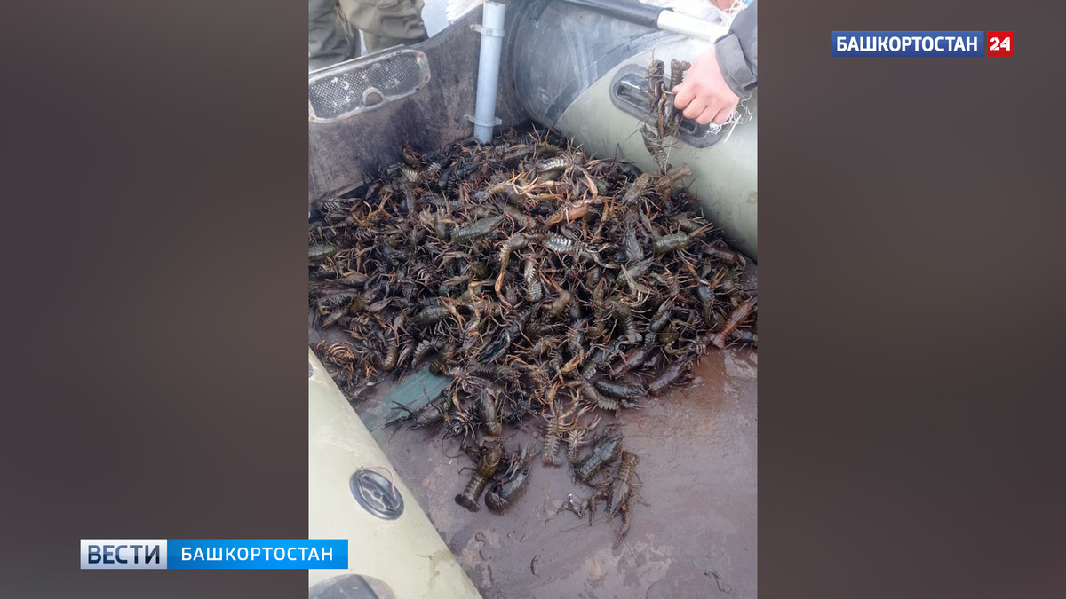    В Башкирии задержали мужчину, который незаконно выловил свыше 600 раков