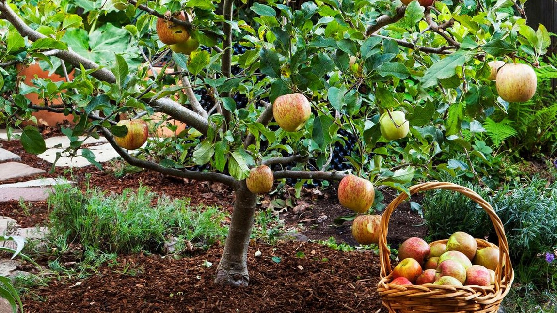 Вот что значит правильная профилактика сада - здоровые деревья и отличный урожай