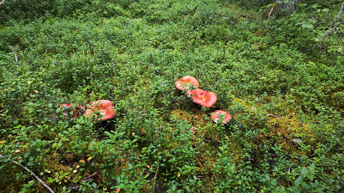 Ой, как нравятся мне эти грибочки! 