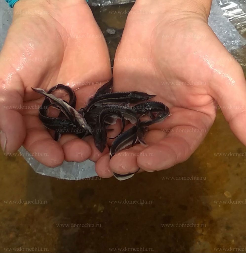 Молодь стерляди навеской 2,5 гр