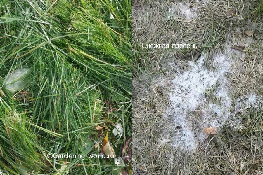 Оставленная с осени длинная трава весной может стать причиной заболевания газона.