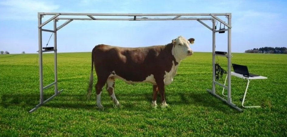 Процесс сканирования животного. Фото Алексея Ручая.