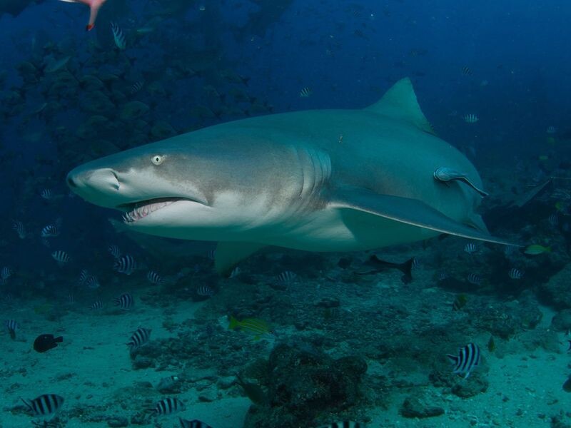 мадагаскарская акула. Фото из интернета.