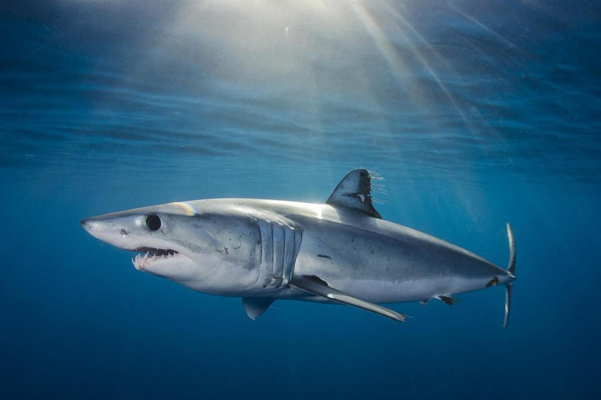 Акула-мако