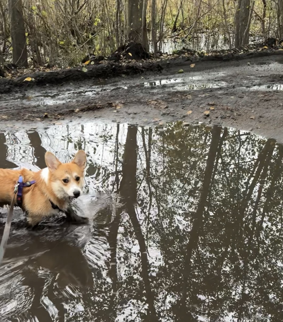 Сначала мы обходили все лужи, но потом было принято решение, что у меня маленький пиг и он хочет быть в грязи! Дала добро.