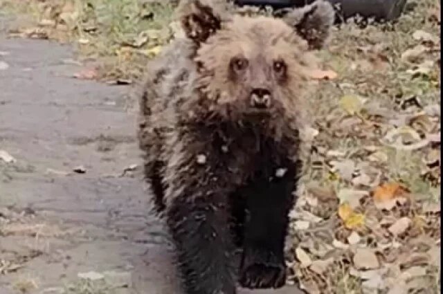    Почему люди требуют наказать егеря, застрелившего медвежонка под Пензой?