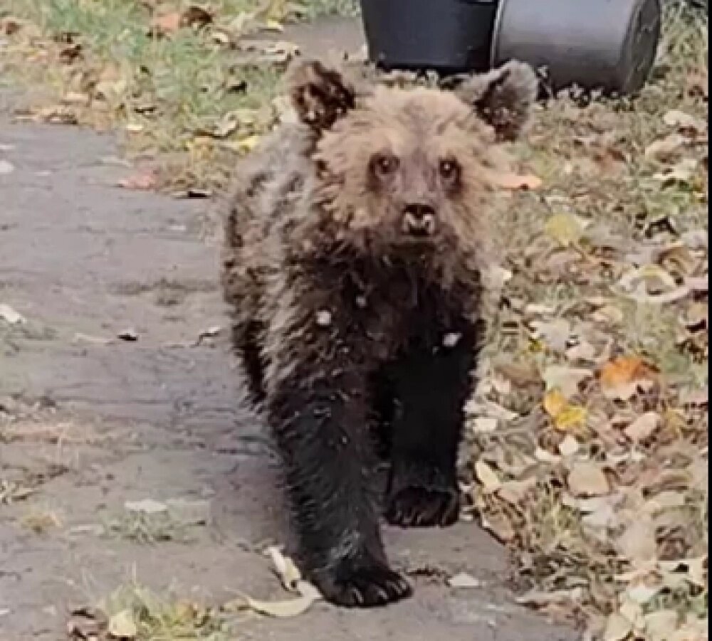    Фото: кадр видео из телеграм-канала Министерства лесного, охотничьего хозяйства и природопользования Пензенской области