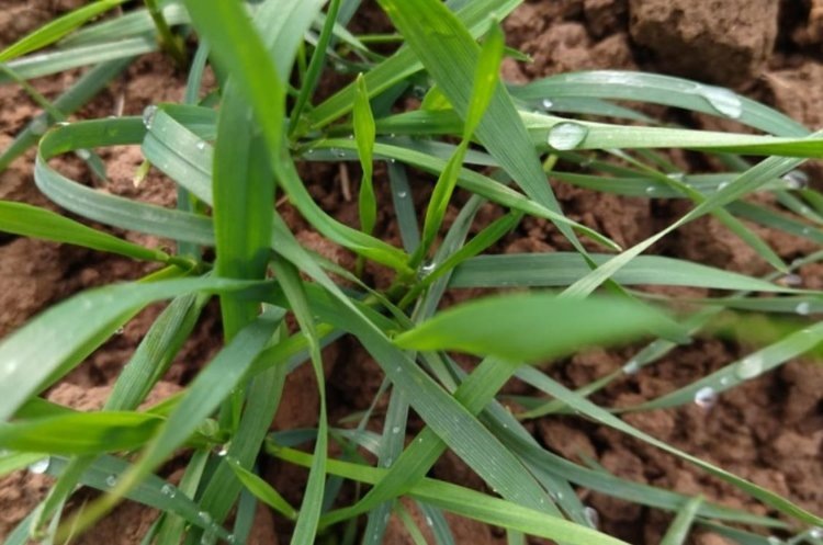    В отличном состоянии озимые в Калужской области готовятся пройти закалку к зимовке