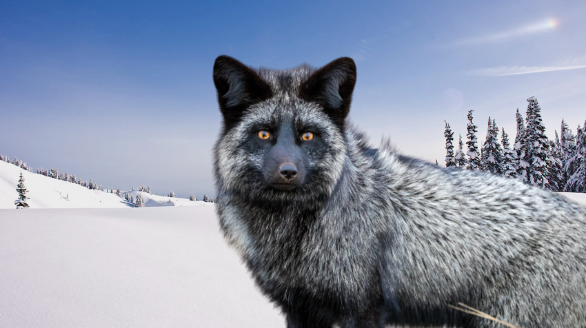 Чернобурая лиса