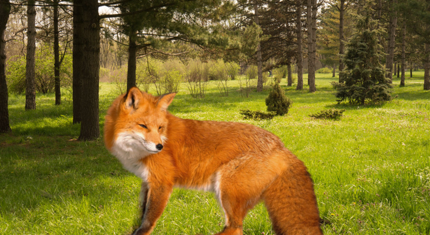 Обыкновенная или рыжая лиса