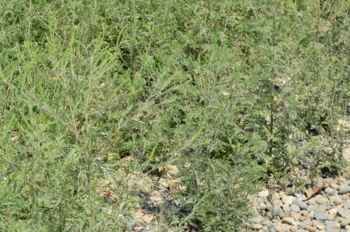    Во Владимире установили карантин из-за амброзии