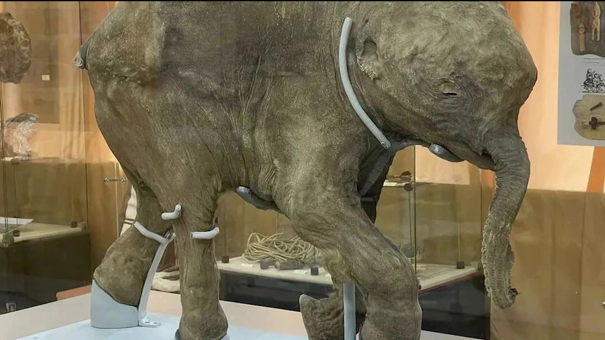    Мумия мамонтенка Любы станет главным экспонатом предстоящей выставки в Нацмузее Башкирии