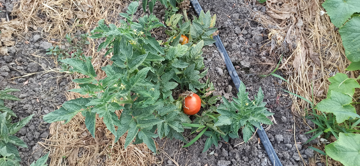 А низкорослые точно надо мульчировать?