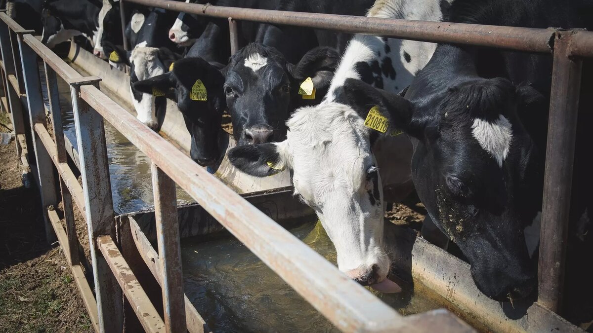     Источник: 1MI