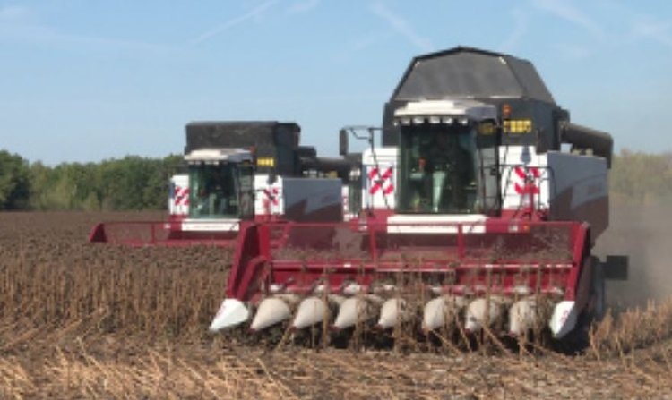    Урожай сои и рапса 2024 на уровне региона озвучили в Минсельхоз Липецкой области