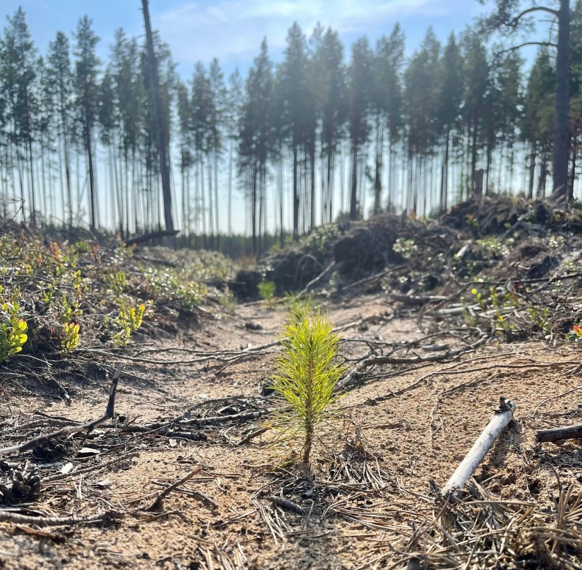    Фото: Янина Свидская в ВК