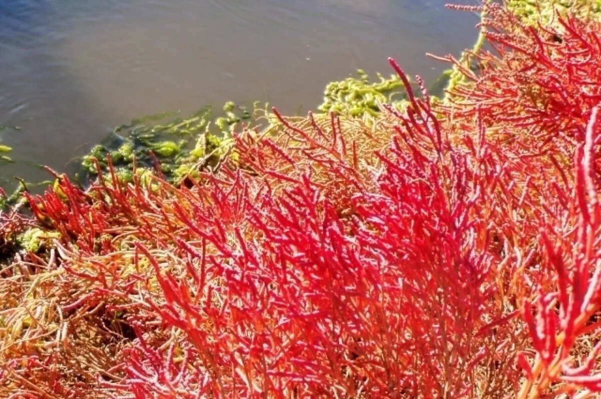    Окрасившиеся багрянцем солончаки влекут волгоградцев в Приэльтонье