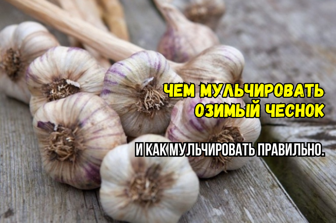 Мульчируем озимый чеснок: под какой мульчей чеснок поздно всходит, вымерзает - а какая ускорит укоренение и всходы. И когда она не нужна
