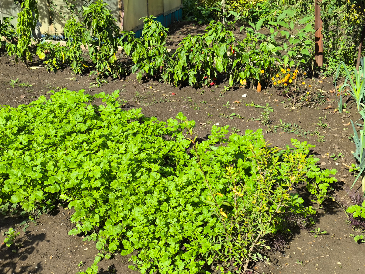 Тифлокомментарий. На фото наш огород в октябре. Горчица и перцы. 