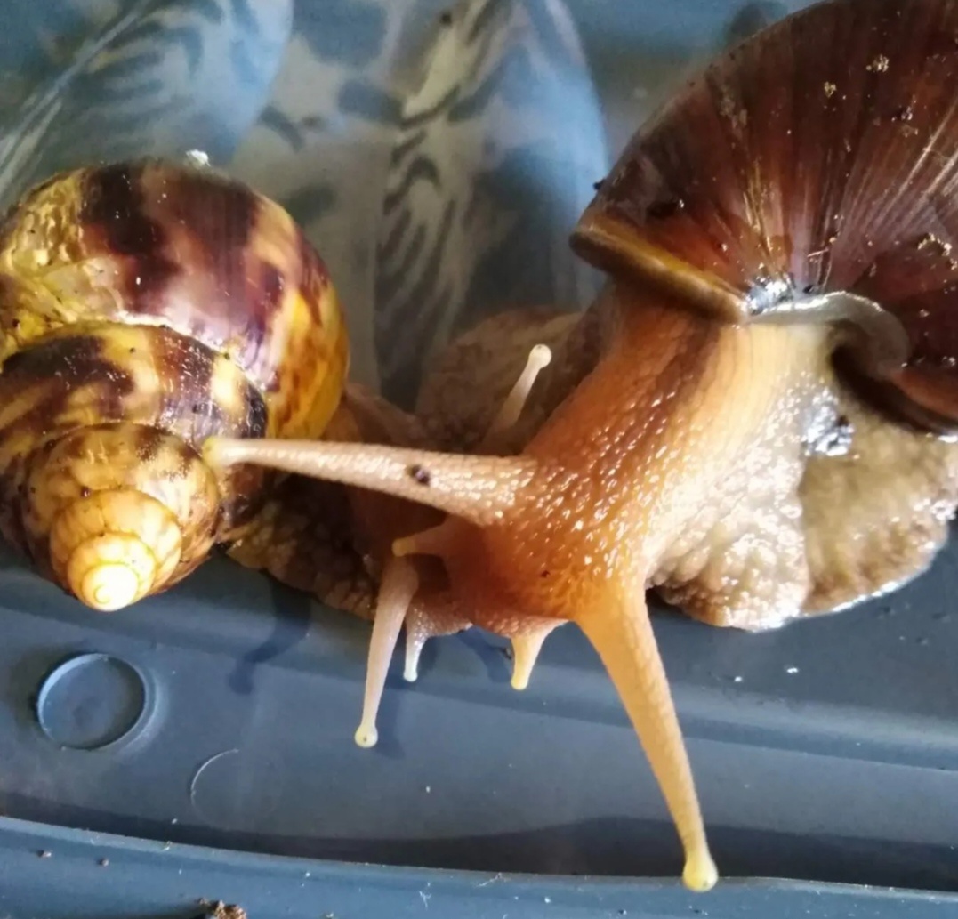 Мы у них тоже были объектом наблюдения) 