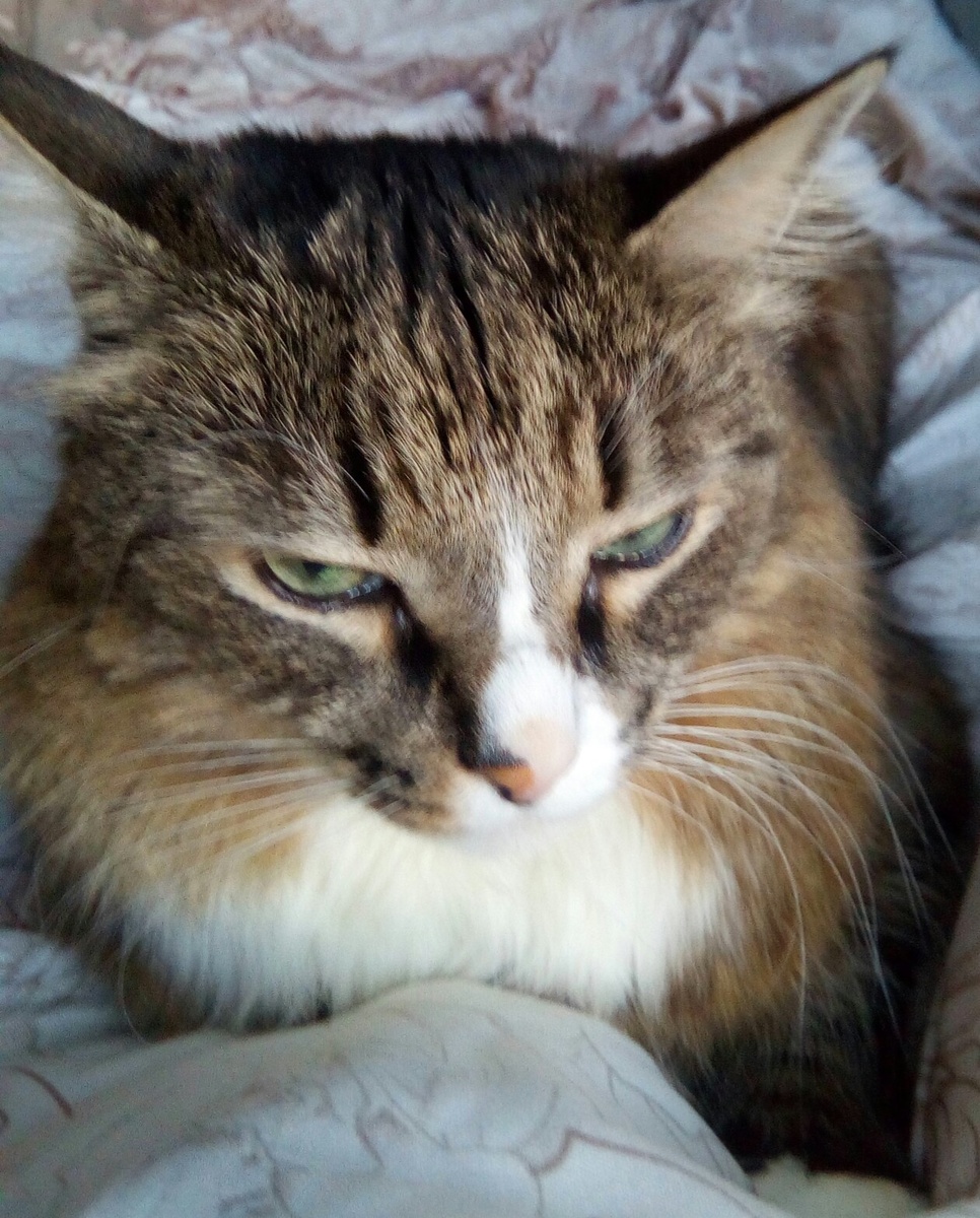 Кот Ник. Фото автора