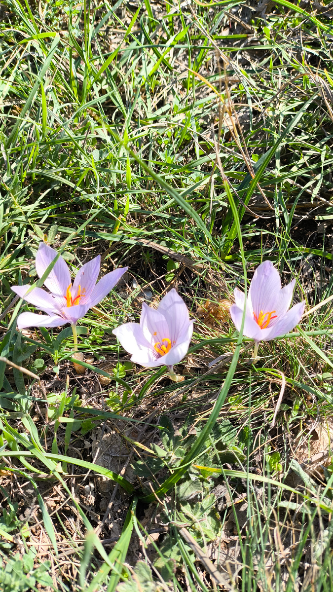 Крокусы цветут