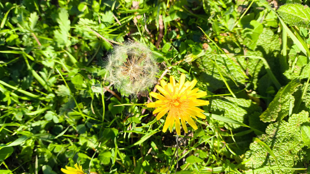 Одуванчики цветут всю осень