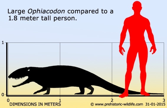 Офиакодон по сравнению с человеком.