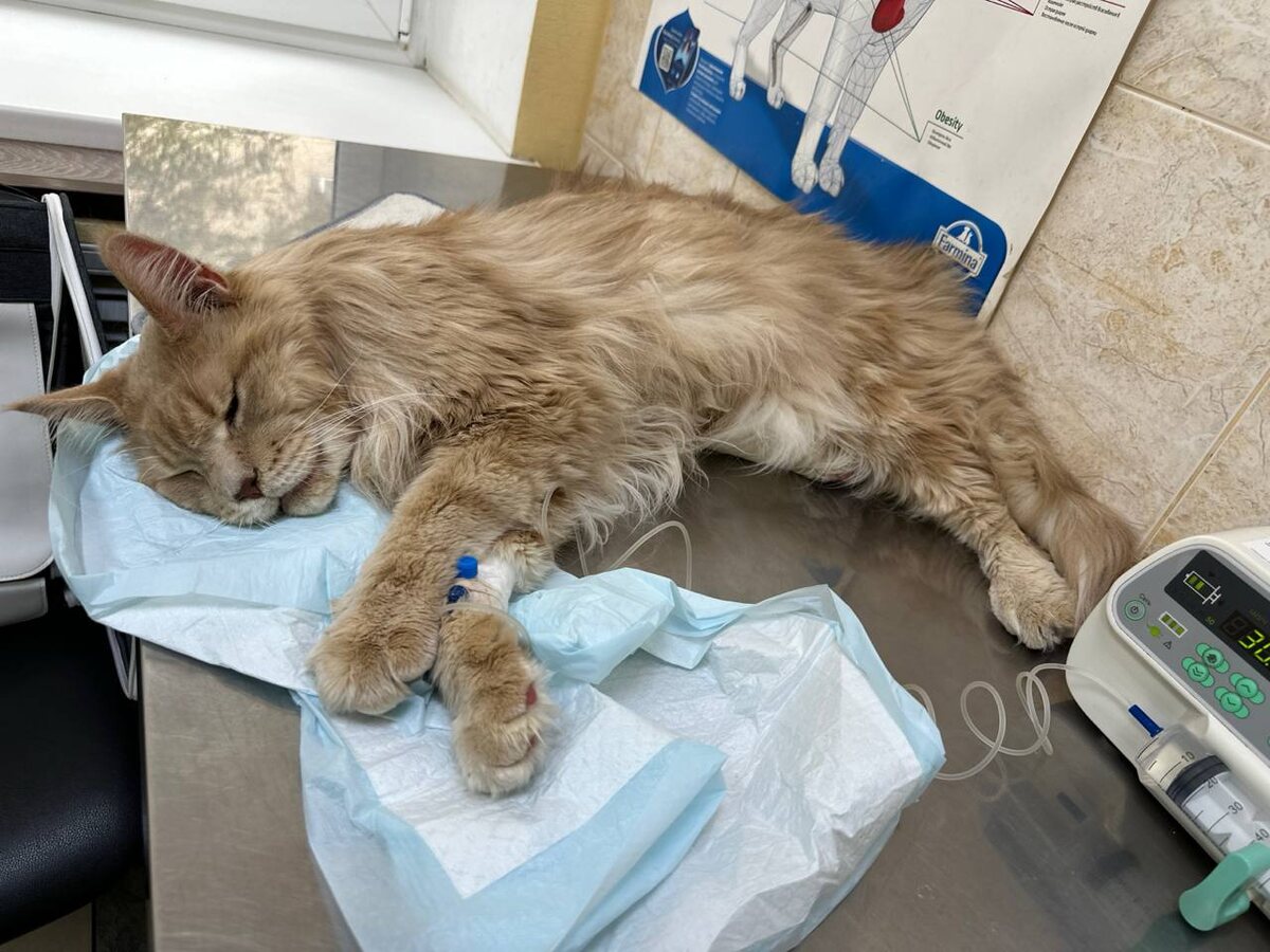 Ставили капельницы, но мне было всё хуже и хуже